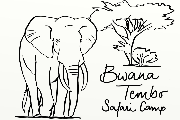 Bwana Tembo